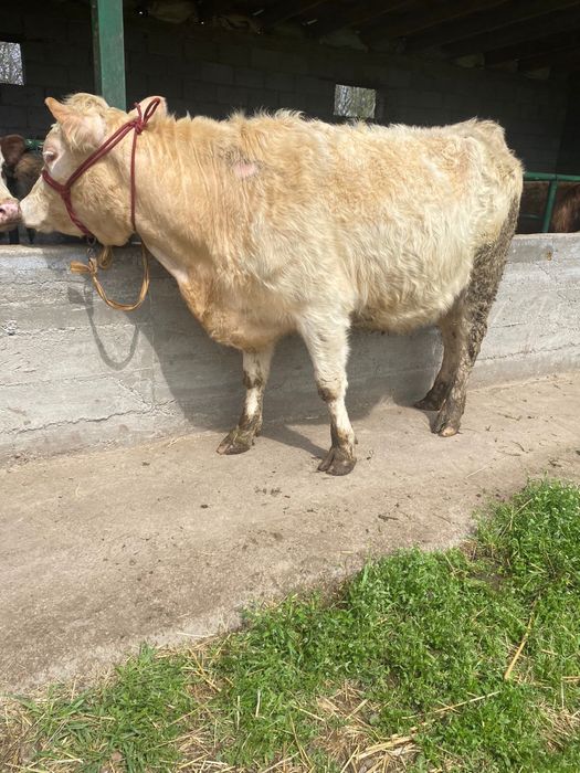 Коровы стельные порода