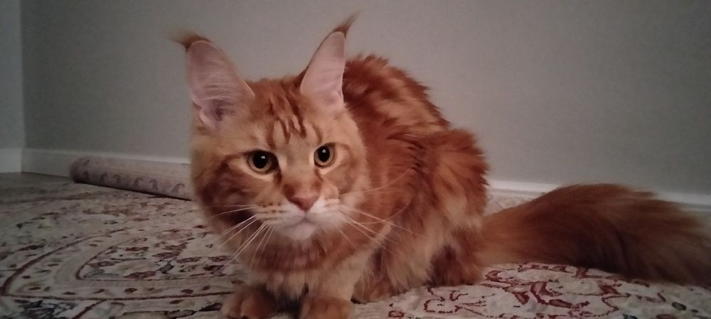 Продам кошку Мейн Кун.