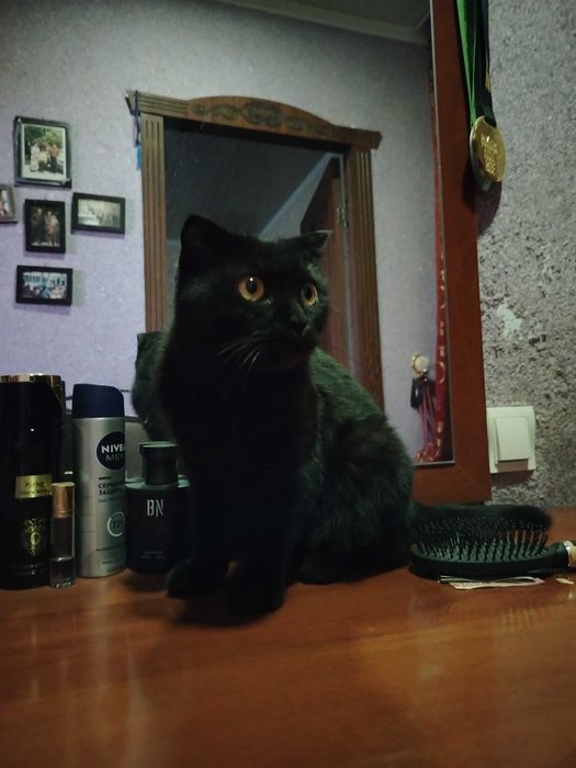 Срочно отдам бесплатно в хорошие руки шотландская вислоухая кошка
