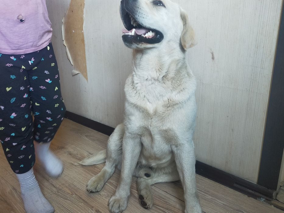 Продам собаку Лабрадор