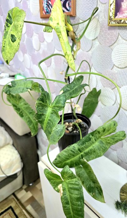 Филодендрон Paraiso Verde