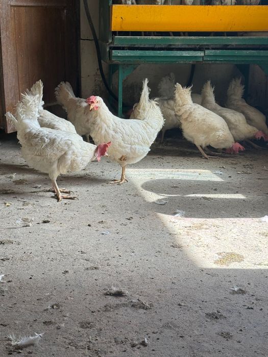 Несушки Легорн белая