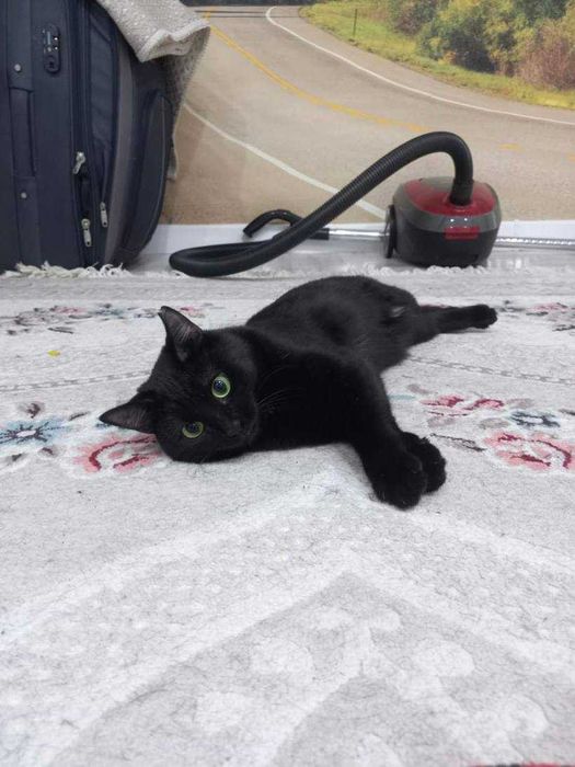 Отдадим кота в добрые руки