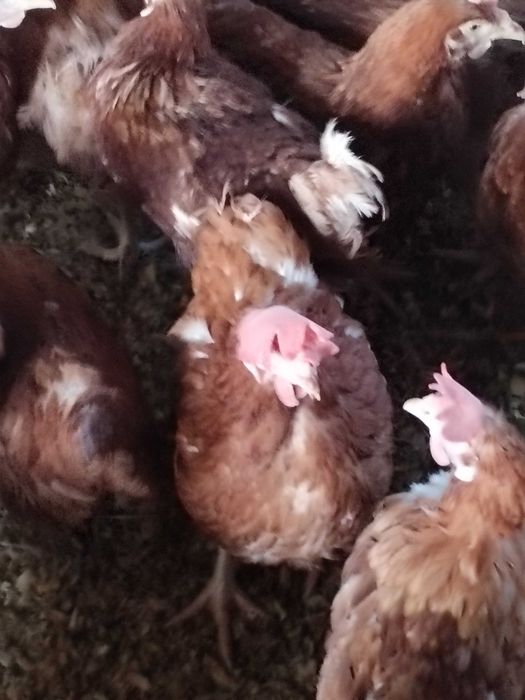 Gaini de ouat, tinere crescute la sol