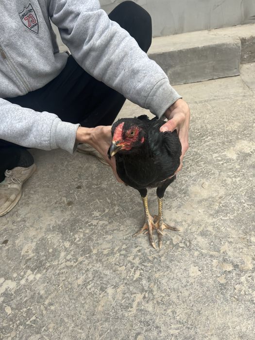 Dakan xo’roz tovuqi bilan birga turk toza