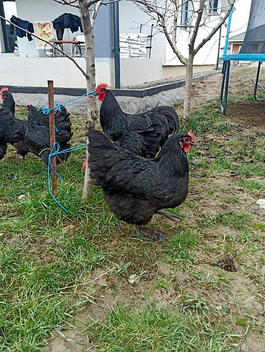 Vand gaini australorp negru