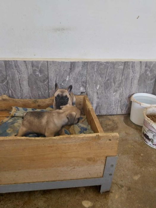 френски златист булдог