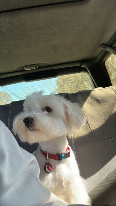 Мальтипу в хорошие добрые руки