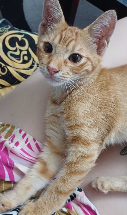 Motanel portocaliu pentru adoptie