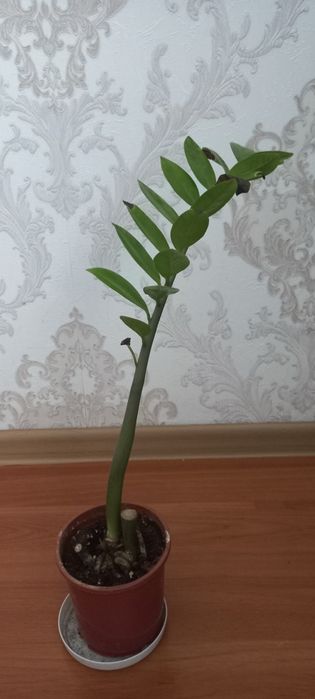 Бөлме гүлдері сатылады