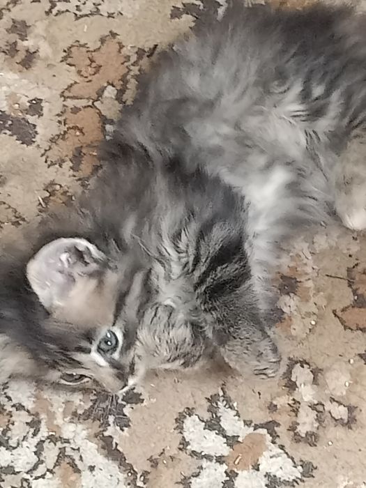 Отдам котят,мама крысыловка
