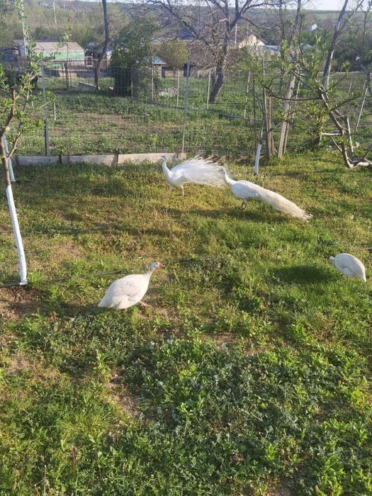 Păun alb de vânzare 4 ani preț 800 lei