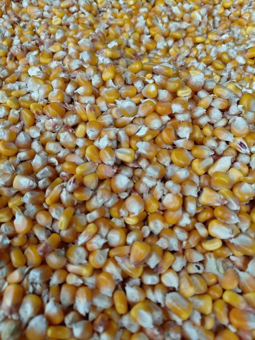 Porumb sticlos pentru  mămăligă