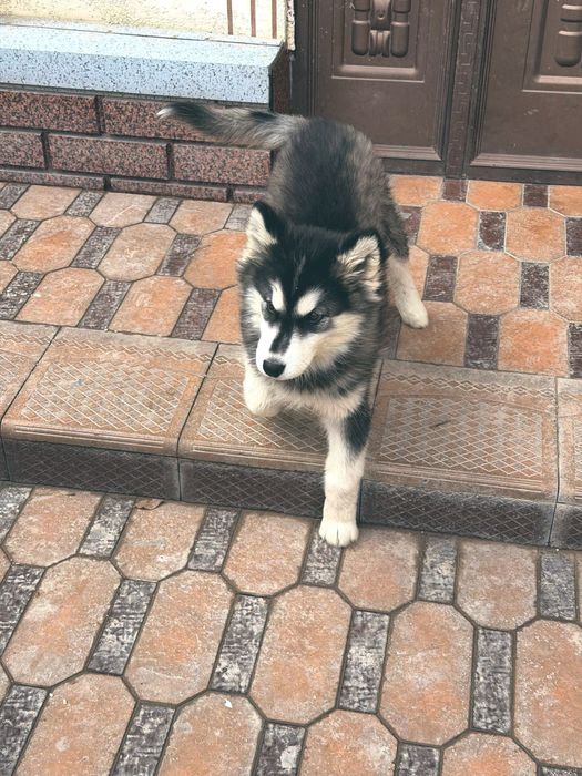 Сибирский Хаски кучуги 4 ойлик