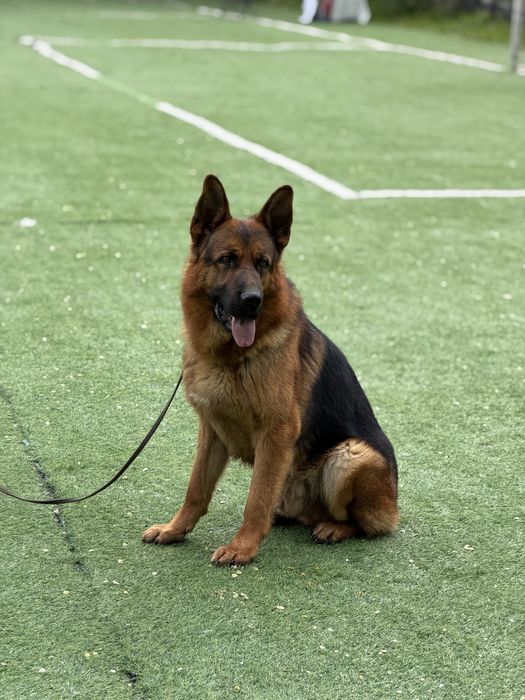 Вязка с элитным кобелем!