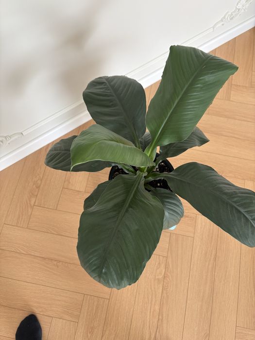 Растение Спатифиллум Сенсация