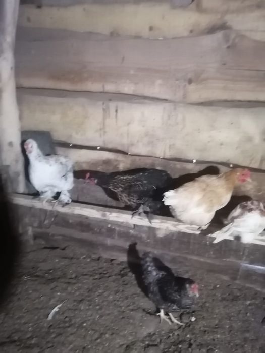 Продам домашних кур и цеплят