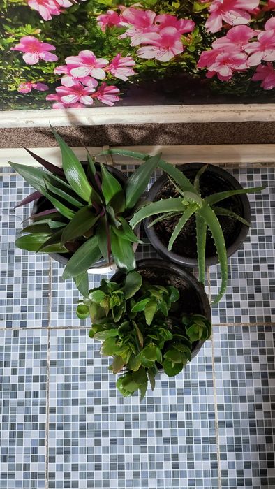 Продам комнатные цветы