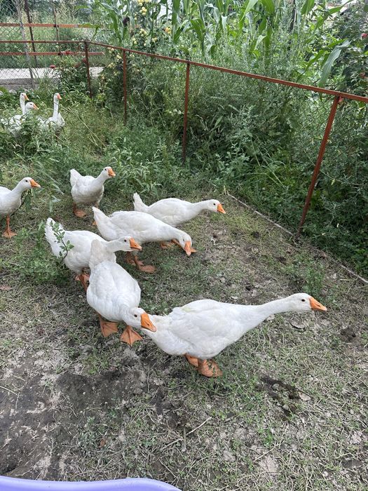 Домашние гуси 3 мғсяца