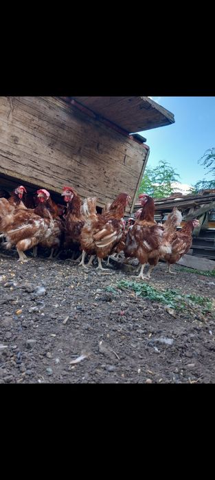 Vând găini ouătoare tinere și grase