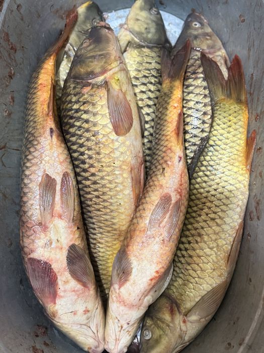 Свежий сазан от 1.5 до 4кг