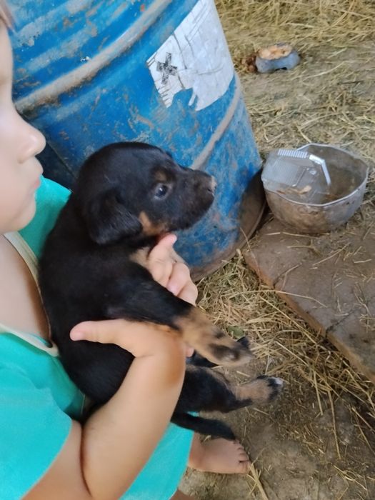 Продам щенков яктерера