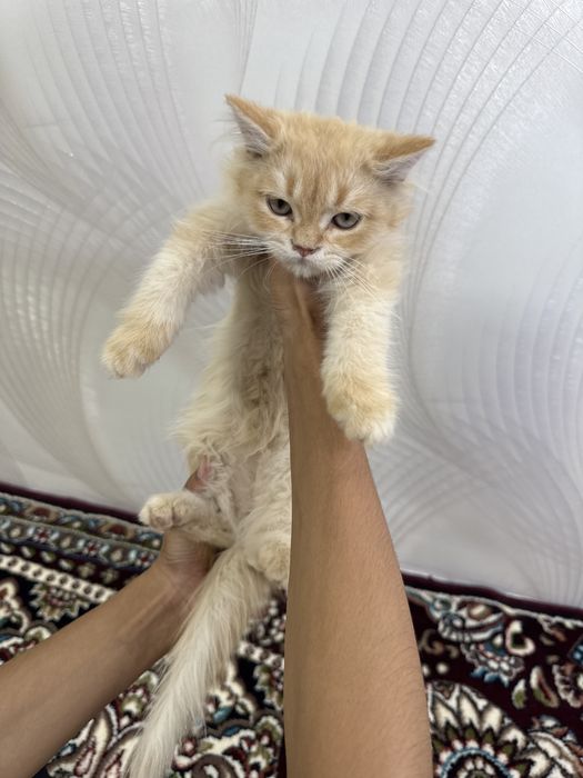Britanskaya catt