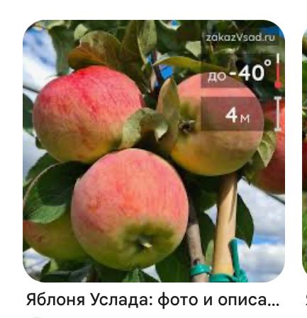 Яблони , груши, слива