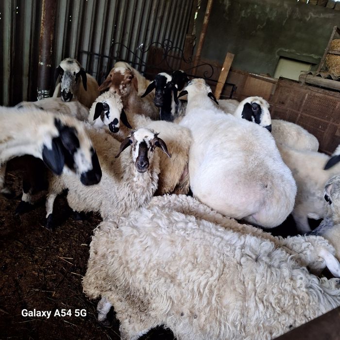 Sputnik TV onlayn jinsiy aloqa