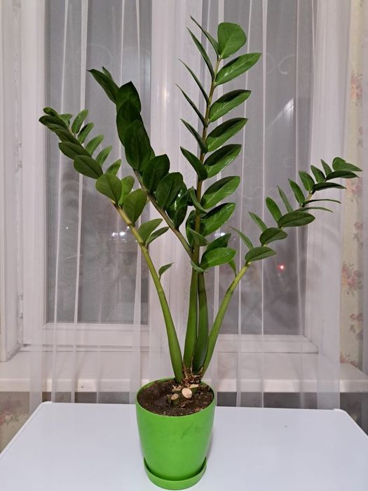 Продам цветы в горшке