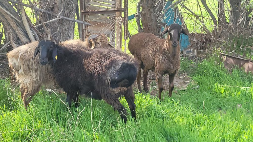 Тұсақ қошқарлар бар