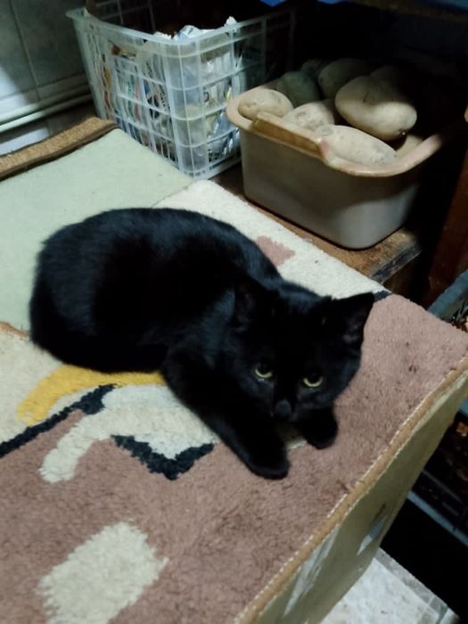 Отдам котят  в добрые руки