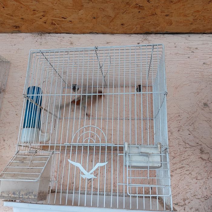 Прадётся канарейка самец