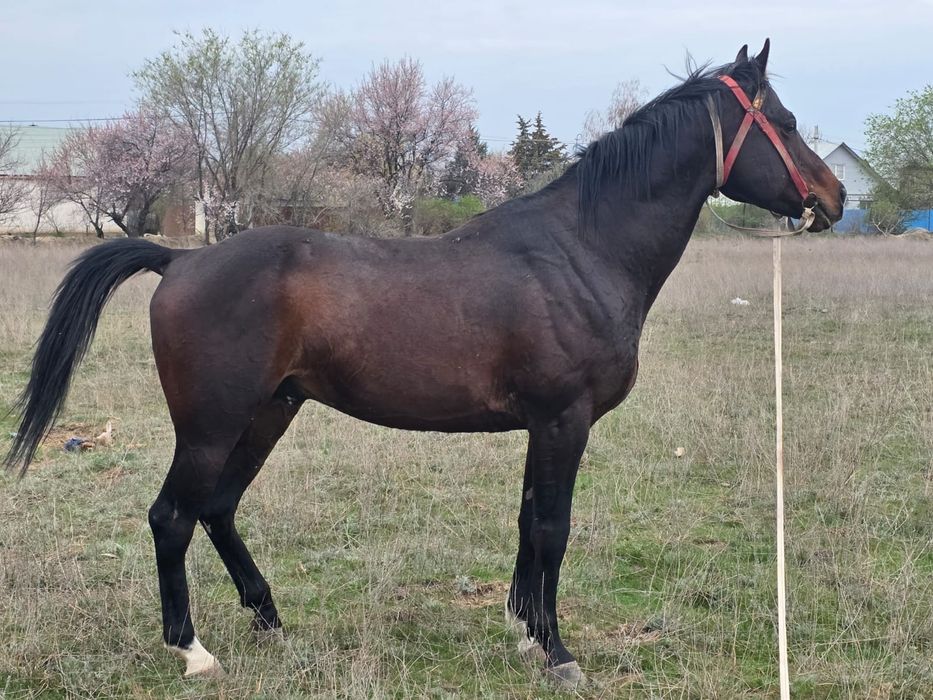 Продам лошадей, англоараб