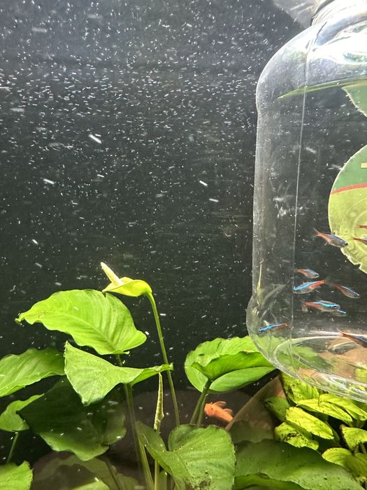 Аквриумные растения