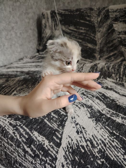 отдам котёнка в хорошие руки