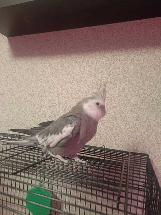 Попугай карелла самка.