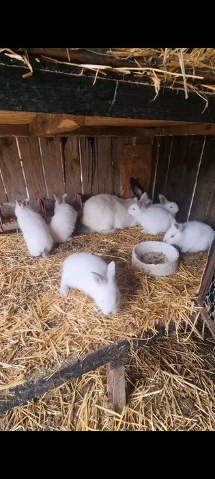 Vand femela UDT cu 6 pui