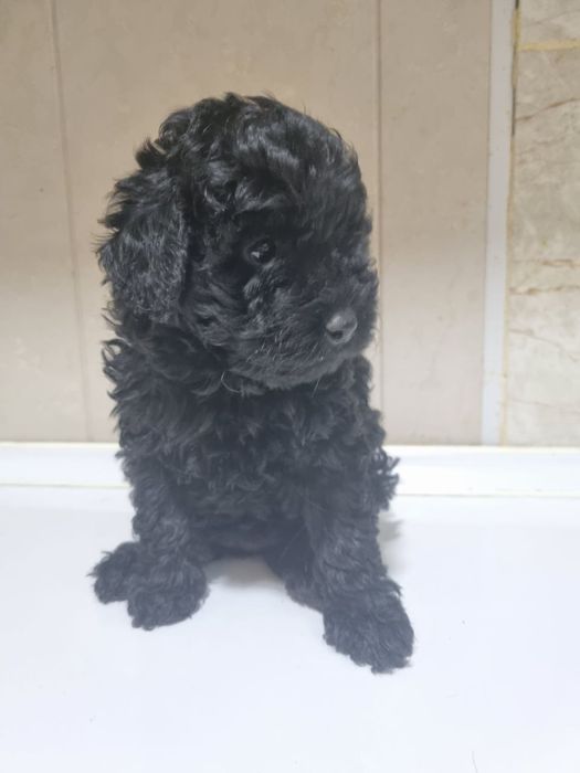 Милые шетки  пулеля.