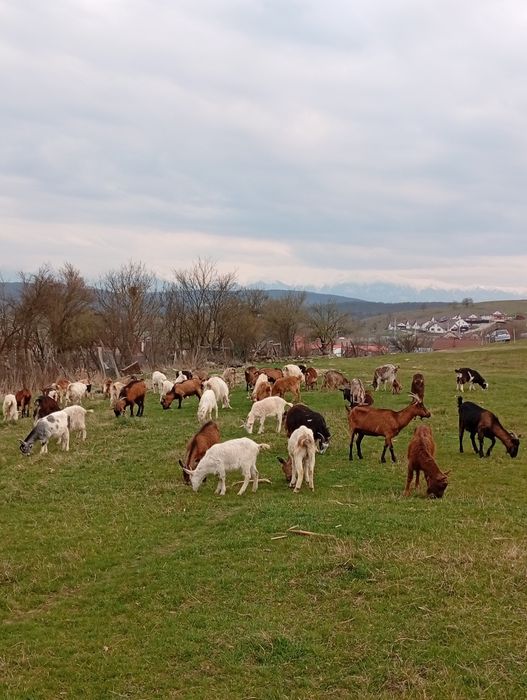Capre de vânzare cu lapte și iede de anu trecut