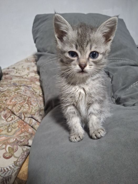 Очень милые котята