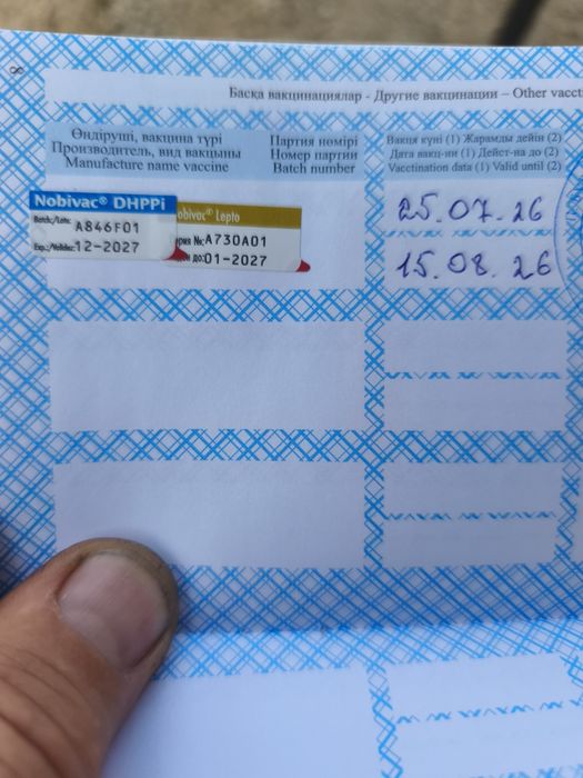 Продам щенков русского спаниеля