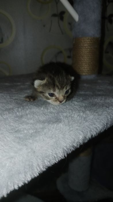 Отдам в добрые руки котят!