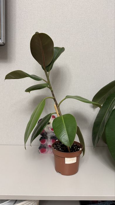 продам молодые растения