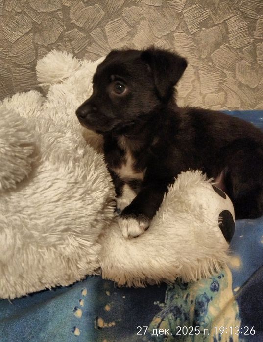 Щенок в поисках дома