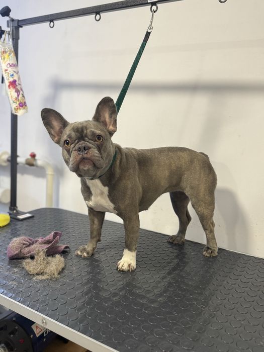 Груминг, стрижка животных, кошек, собак