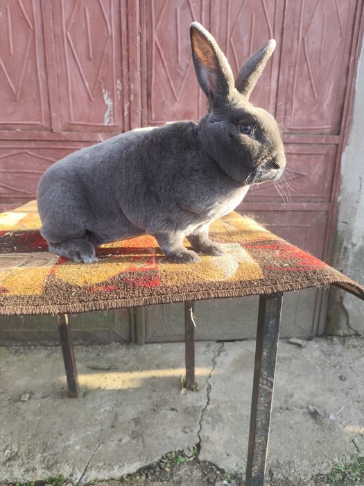 Rex Albastru și Rex Castor