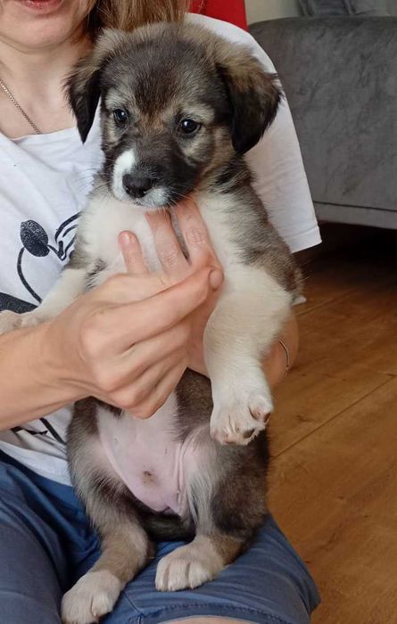 Cățeluș pui spre adopție - 2 luni