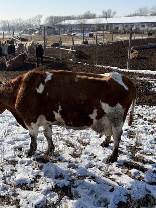 Корова дойная молочная порода симентал