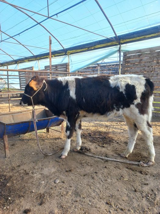 Бузок новос сотилади